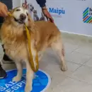 El Centro de Atención Primaria Veterinaria de Maipú ya superó las mil atenciones