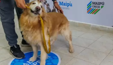 Centro Veterinario de Maip�
