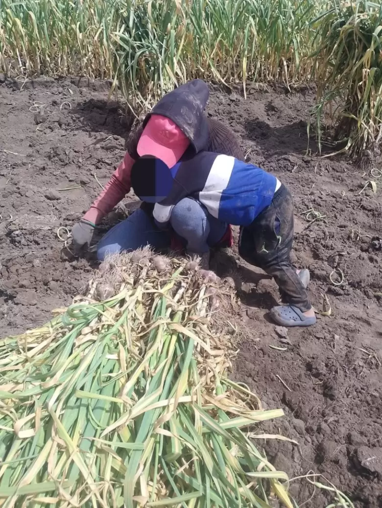 Trabajadores Tupungato