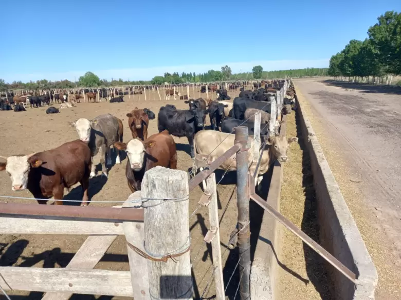 Ganadería en Valle de Uco