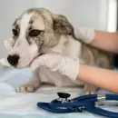 Salud animal: la Ciudad de Mendoza refuerza castraciones y vacunaci�n gratuitas