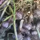 Un finquero de Tunuyán atrapó a un hombre que le estaba robando ajos