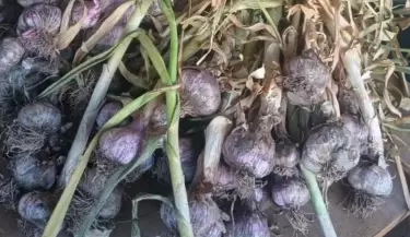 Robo de ajo en Tunuy�n