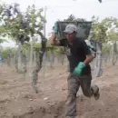 Preocupaci�n en la vitivinicultura por la pr�xima cosecha, sin registros obligatorios