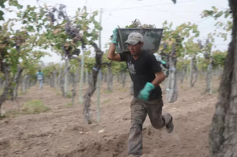 La Cosecha