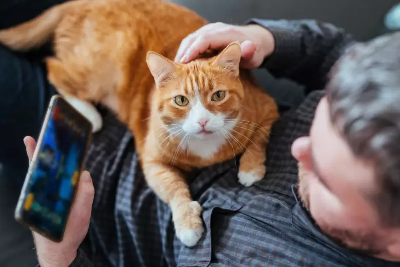 gato