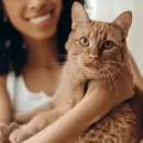 Qu� significa que tu gato ronronee encima tuyo, seg�n veterinarios