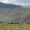 (Video) Mendoza, en la cima: m�s de 90 c�ndores andinos juntos y un nuevo r�cord nacional