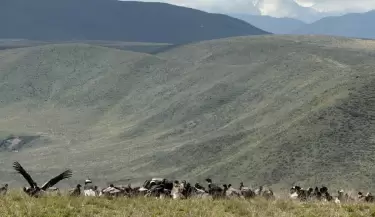 (Video) Mendoza, en la cima: m�s de 90 c�ndores andinos juntos y un nuevo r�cord nacional
