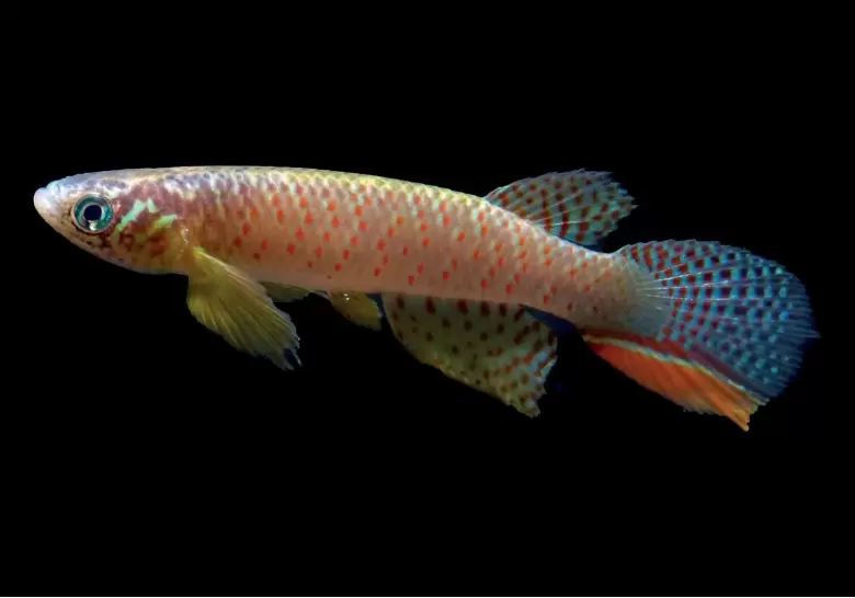 moema claudiae pez