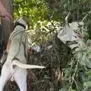 Fito, el perro policía que logró recuperar bienes robados en una finca de Junín