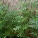 Noche movida en Maip�: una detenci�n, marihuana incautada y un televisor recuperado
