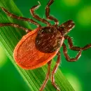 La planta que ayuda a ahuyentar garrapatas de forma natural