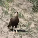Taller de aves para chicos en la Biblioteca de Chacras: una aventura para explorar y crear