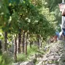 La vitivinicultura enfrenta uno de sus peores momentos: qué revelan los nuevos datos sobre la situación del sector