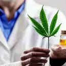 Guaymall�n avanza con el cannabis medicinal y busca desarrollar una nueva industria local