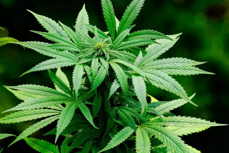 Cannabis medicinal