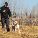 El infalible olfato de Fito, el perro de la Polic�a que resolvi� un nuevo robo en Jun�n