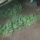 La Policía secuestró plantas de marihuana y arrestó a cinco personas en Tupungato