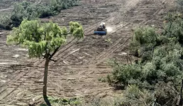 Deforestaci�n