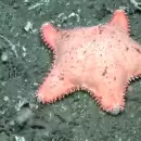 Otra estrella de mar "culona" apareci� en el streaming del CONICET