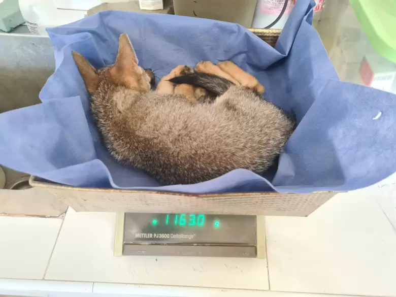 zorritos