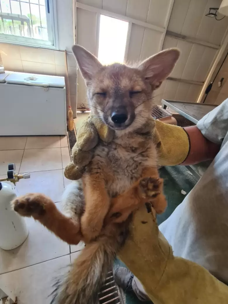 zorritos