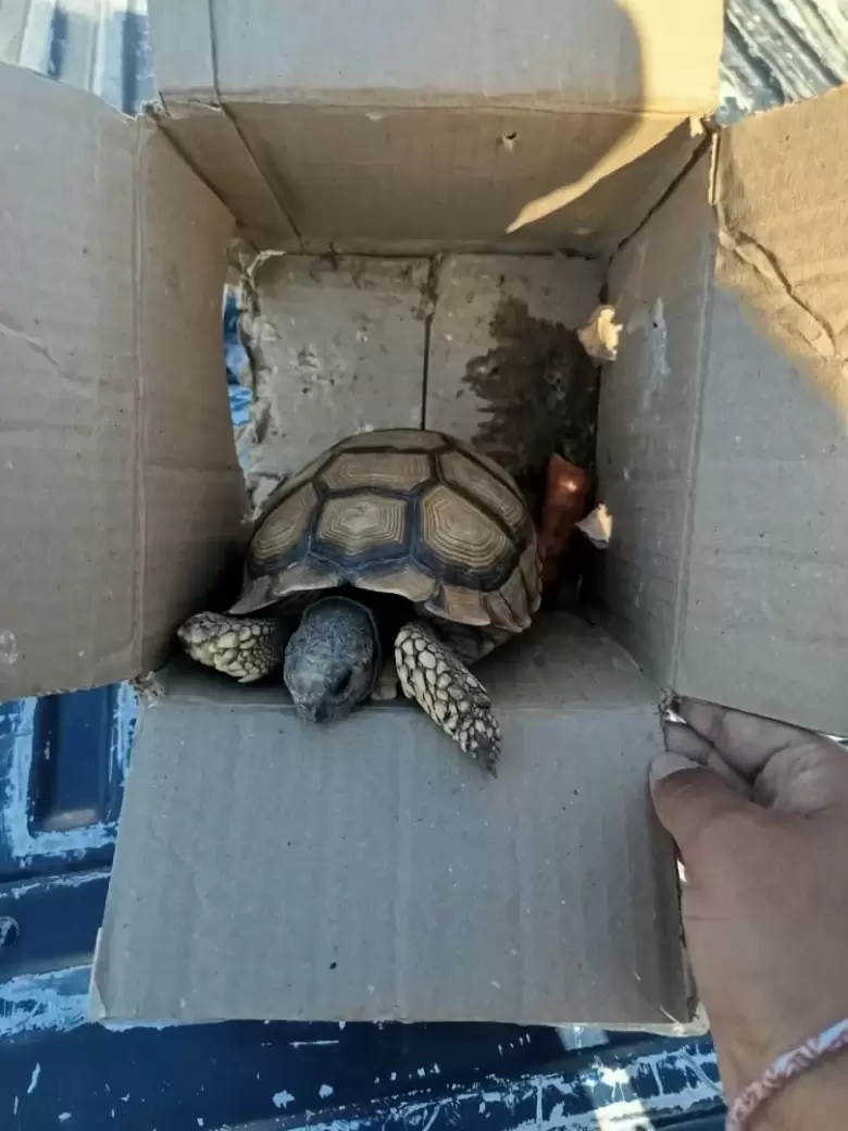 tortuga