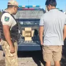 Rescataron en Maip� a una tortuga terrestre que viajaba hacinada en una caja de cart�n