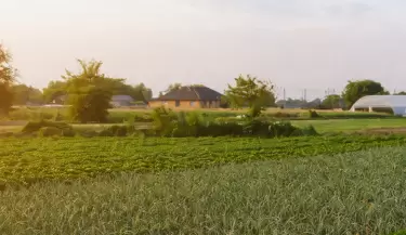 cosecha cultivo