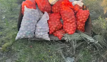 Duraznos en Tupungato