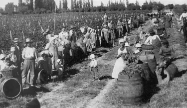 vides y vinas de antano