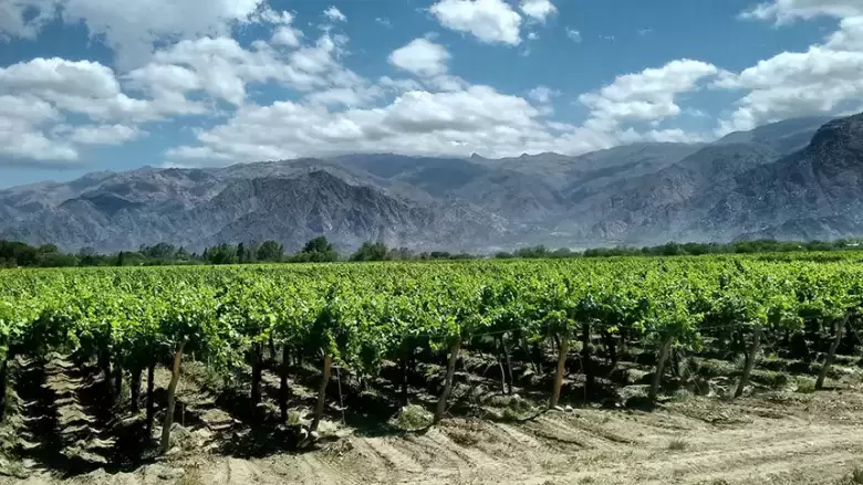 vinedos