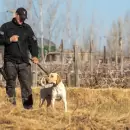 El perro Fito lo hizo de nuevo: recuperó un banco de misa robado de una capilla en Rivadavia