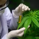 El CONICET investiga el cannabis como posible tratamiento contra el c�ncer en Mendoza