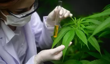 cannabis marihuana