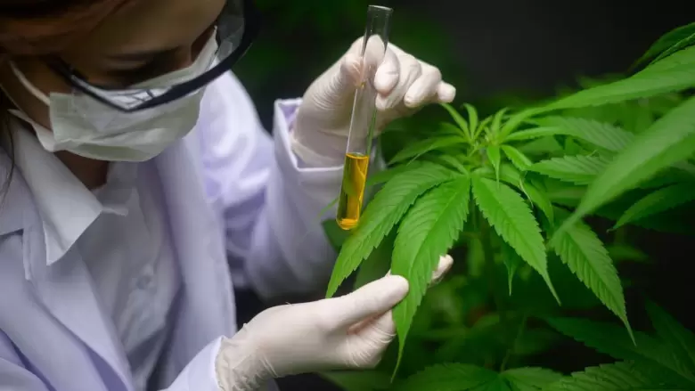 cannabis marihuana