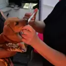 Nuevo operativo de salud animal y atención veterinaria gratuita en el barrio CEC
