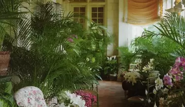 plantas