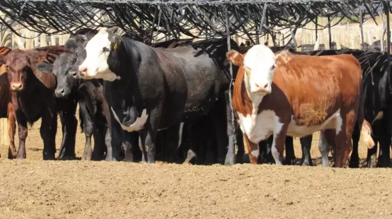vacas