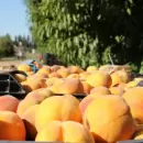 Mendoza prev� una cosecha de durazno de m�s de 110 mil toneladas para la campa�a 2025/26