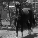 En una audiencia definirán si sigue preso el acusado por el faenamiento de un caballo en Villa Atuel