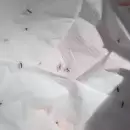 Guaymall�n avanza con un ensayo experimental para disminuir el mosquito transmisor del dengue