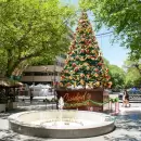 La Justicia liber� al acusado de incendiar el pino de Navidad de la Peatonal