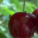 Mendoza pone a prueba una herramienta biotecnol�gica clave contra la mosca de alas manchadas