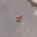 Guaymall�n es escenario de una nueva etapa de ensayos para el control del mosquito del dengue