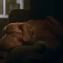 El perro Indy hizo historia al ganar el Astra Award a Mejor Actor de Terror
