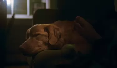 good boy
