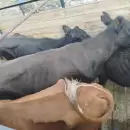 La Polic�a Rural detect� traslados irregulares de ganado en tres departamentos