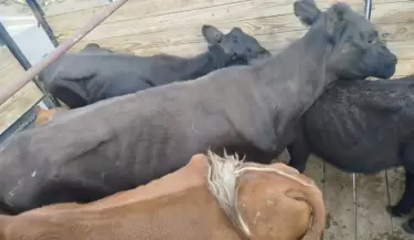 Ganado